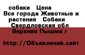 собаки › Цена ­ 2 500 - Все города Животные и растения » Собаки   . Свердловская обл.,Верхняя Пышма г.